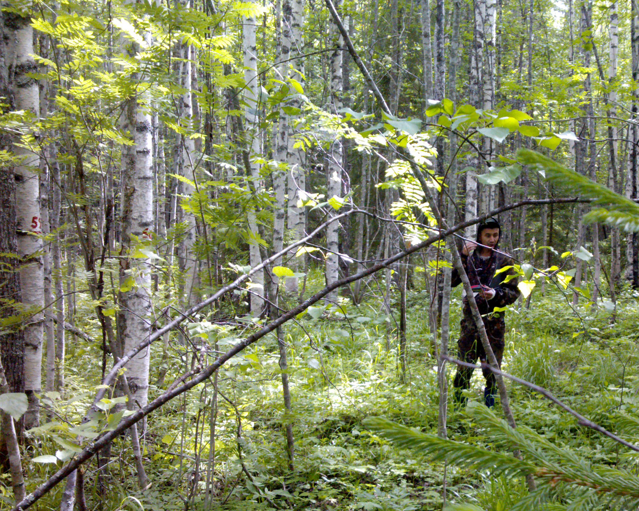 Защитники леса в Коми подводят промежуточные итоги