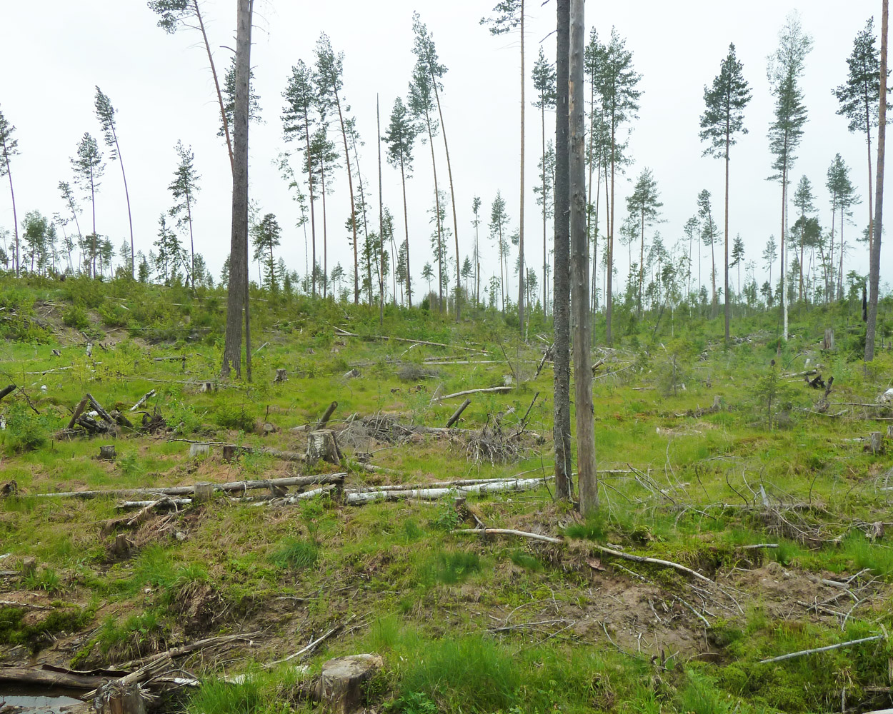 Определён фонд лесовосстановления в Усть-Куломском лесничестве Коми