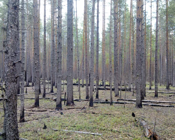 Почему ослаблен лес?