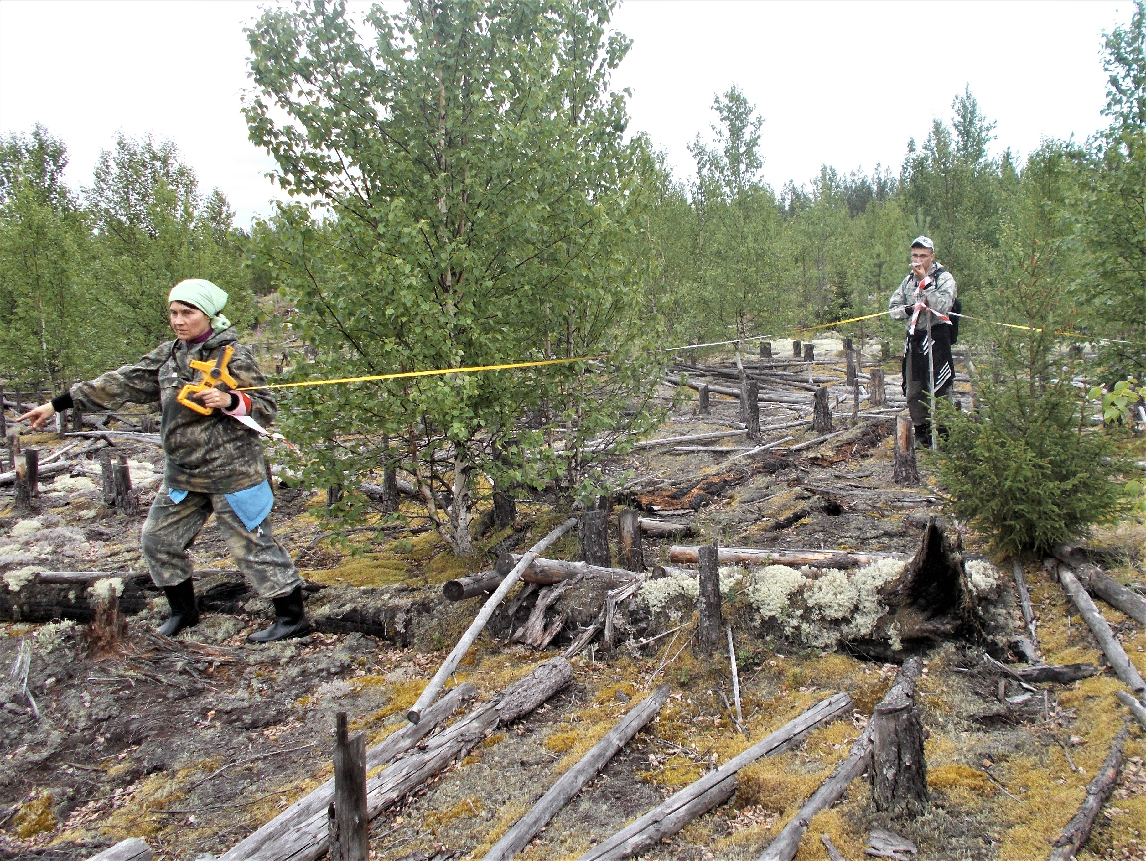 Подведены итоги инвентаризации фонда лесовосстановления в Сосногорском лесничестве